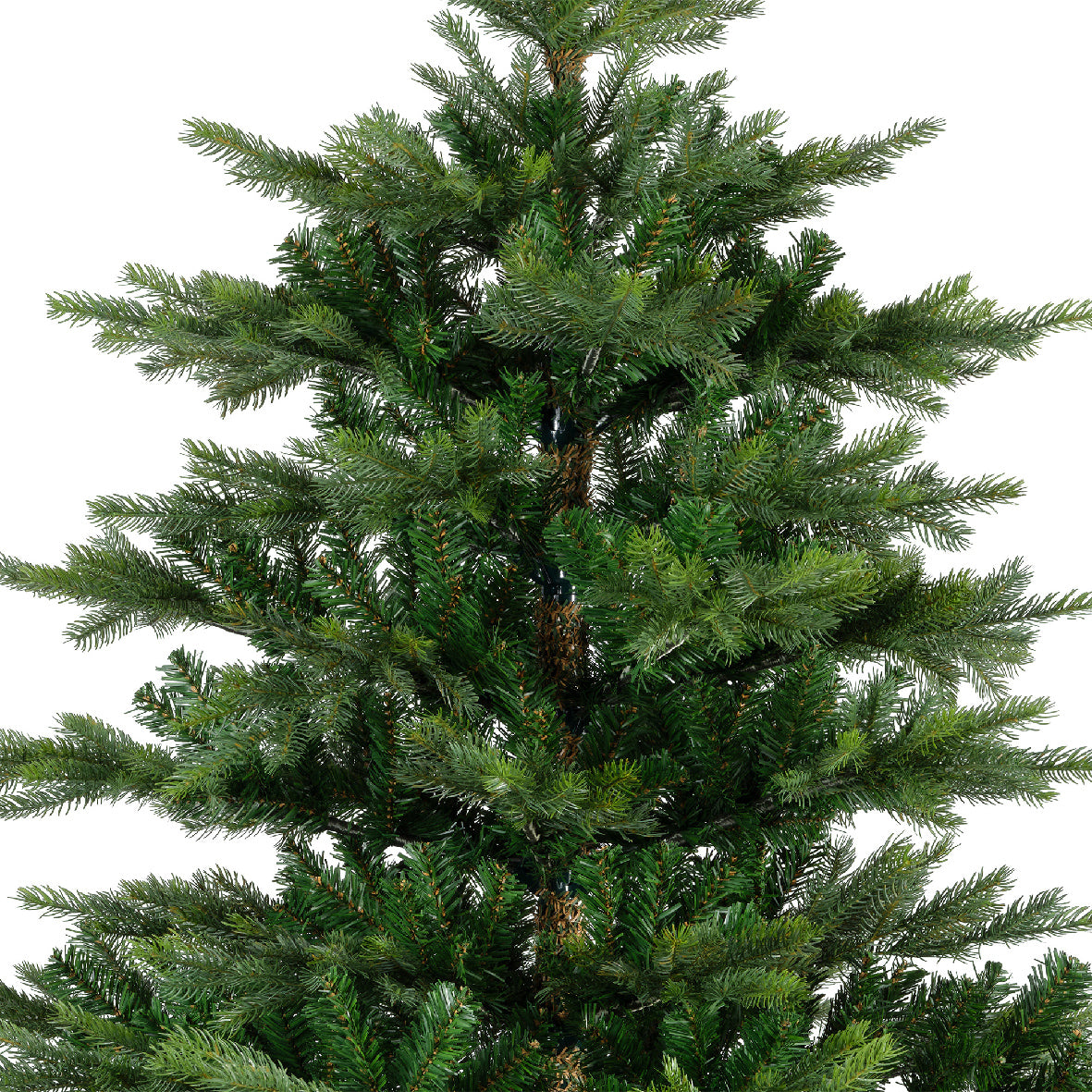 Grandis fir