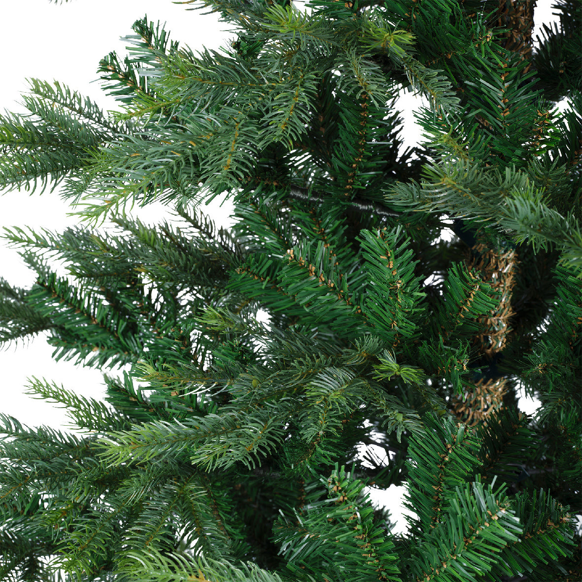 Grandis fir