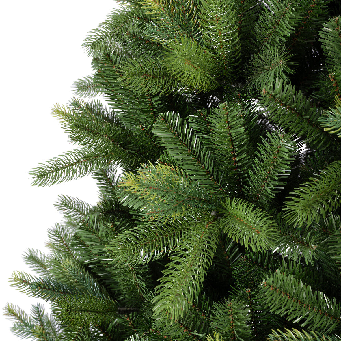 Freiburg Pine