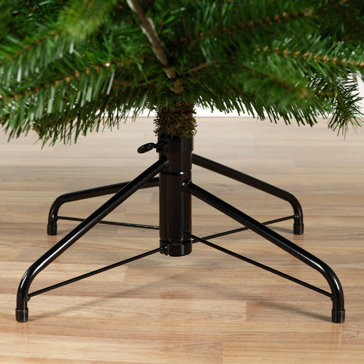 Nordmann Fir