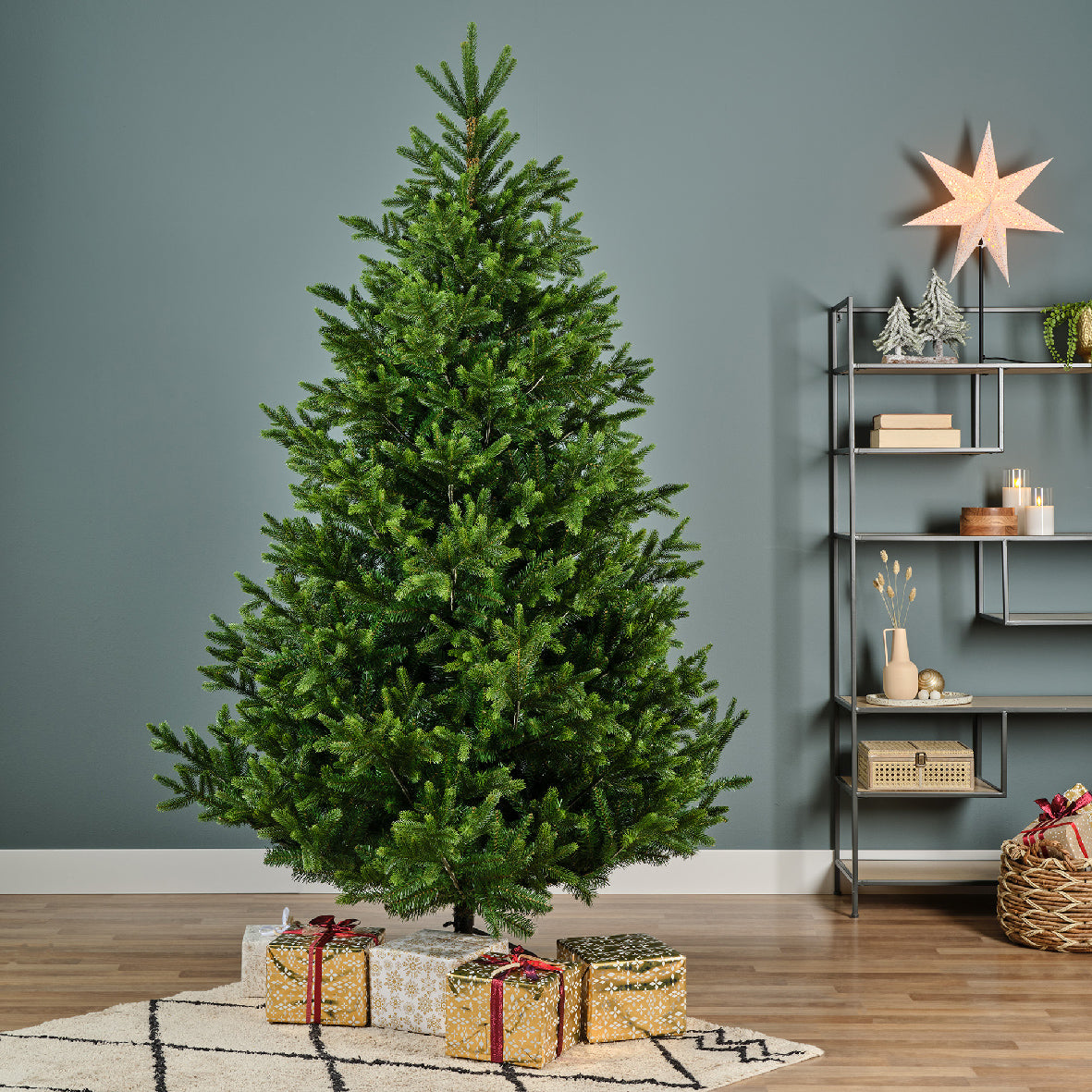 Nordmann Fir