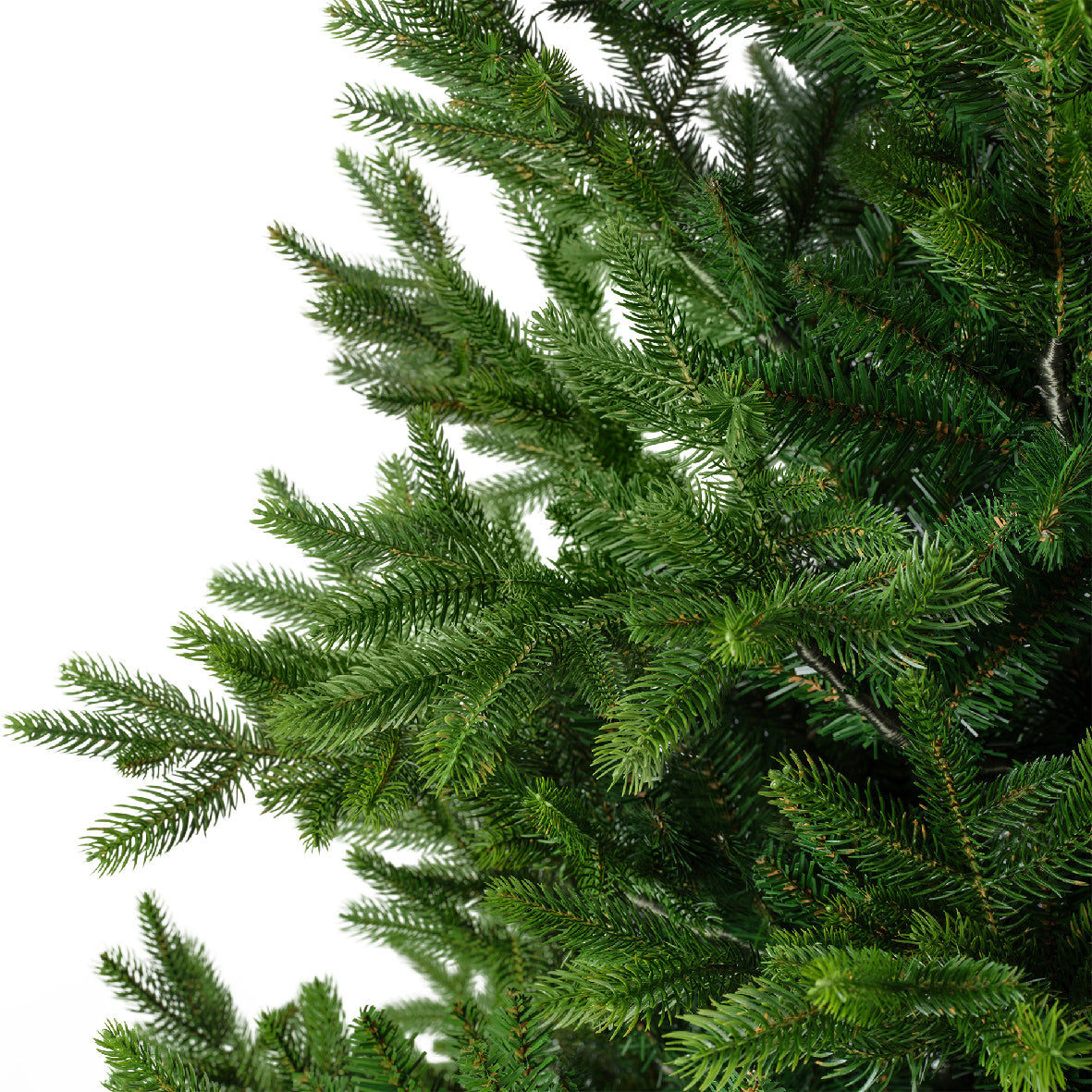 Nordmann Fir